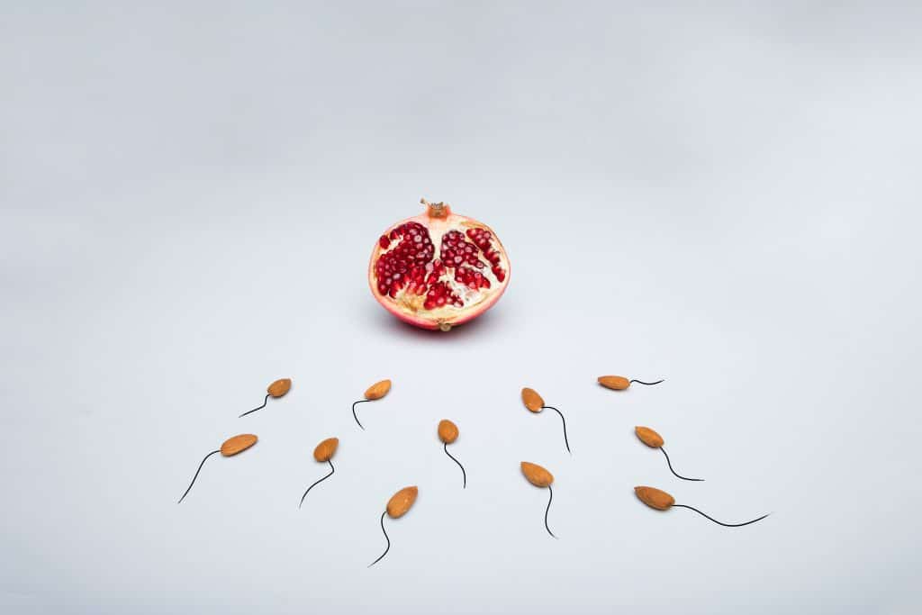 course de spermatozoïdes vers l'ovule